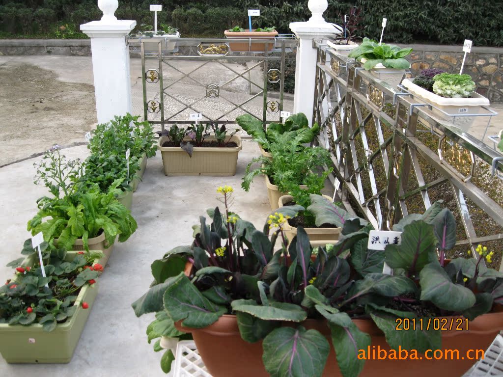 广州全国首推“城市小菜园”！让家庭种菜像种花般普及_种植