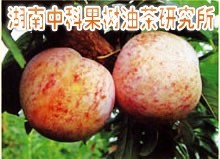 South North Fruit tree seedlings U.S.A Hybridization prunus simonii New varieties Dinosaur Eggs Li miao1 Grafted