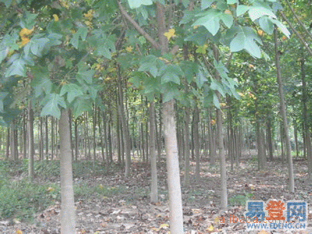 马褂木价格 杂交马褂木价格 江苏马褂木价格