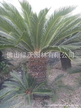 大量人工培植带叶子带土球净杆高70-80cm、粗25公分铁树、苏铁、