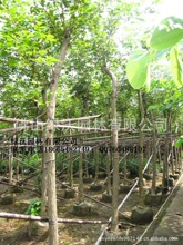 ����ֱ��6-8���ִ����S���L�ľ��ľ,�S���L�ľ