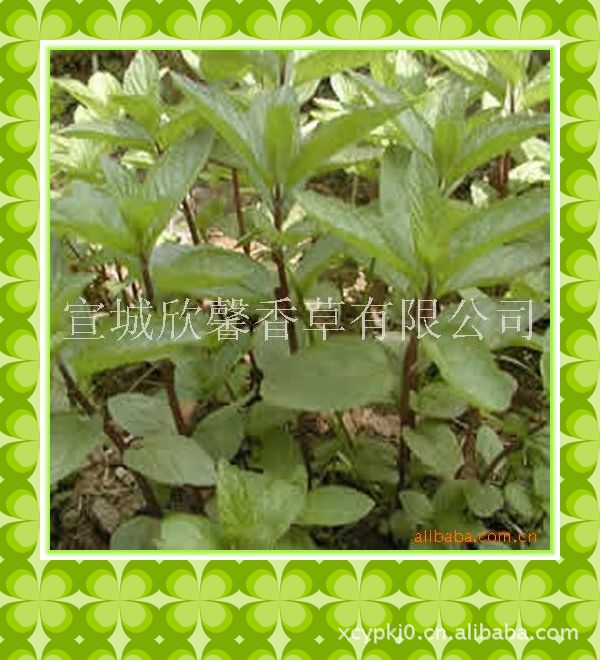 supply Mint Seedlings