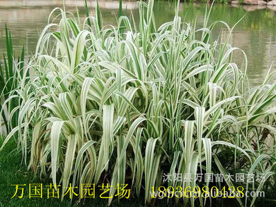 【精品】水生花卉植物 花叶芦竹 长相喜人 欢迎大家来采购|ru