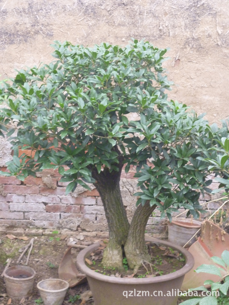 桂花树盆景大全图片 头条搜索 桂花树盆景大全图片 头条搜索