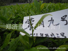 名山茶苗 供应大量蒙山9号茶苗 产量高 茶苗良种繁育基地
