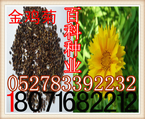 supply: Coreopsis Big flower Coreopsis seed Cash on delivery)