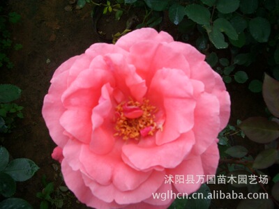 【月季花】自家苗圃批發  月季薔薇 月季批發 月季 月季苗木
