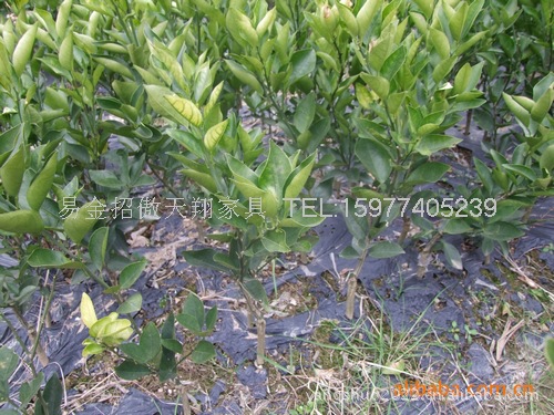 血橙苗_大量供应 广西阳朔优质血橙苗 橙子树