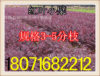 供应：红叶小檗3-8分枝(保质保量  货到付款)|ms