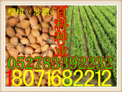 supply:Cherry seed Cherry seed Cherry Hill Seeds(The quality and quantity Cash on delivery)