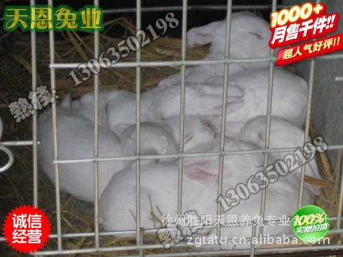 肉兔 獭兔种兔批发 獭兔 肉兔  野兔 种兔制造商 价格|ru