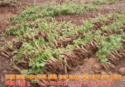 Cheap supply super Seedlings Seedlings Direct selling