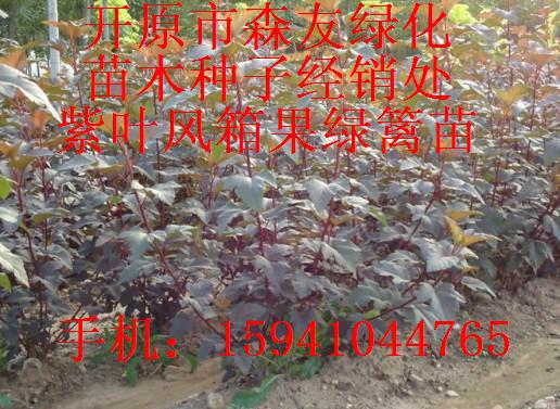 紫叶风箱果