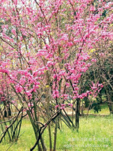 【处理卖】紫荆 紫荆苗木 丛生紫荆 满条红 [10-200cm] 价位低