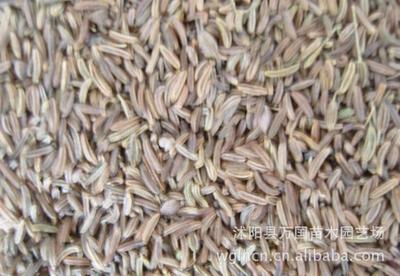 【药材】柴胡批发 柴胡中药材 柴胡药材 柴胡种植