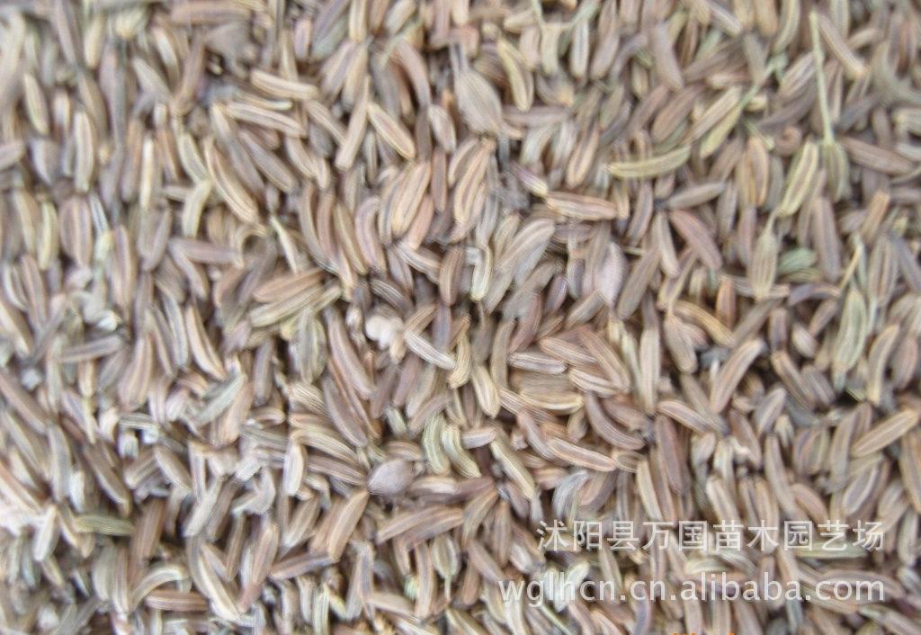 【药材】柴胡批发 柴胡中药材 柴胡药材 柴胡种植