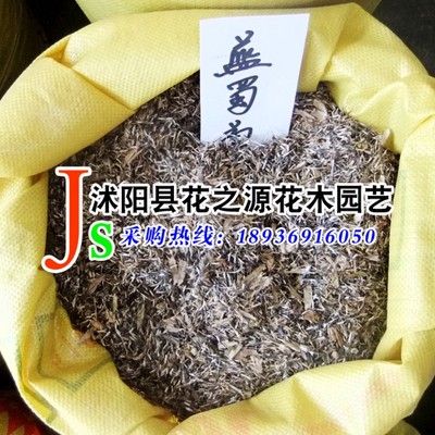 批发供应花卉种子 蓝蜀菊种子，质量保证、实物拍摄|ru