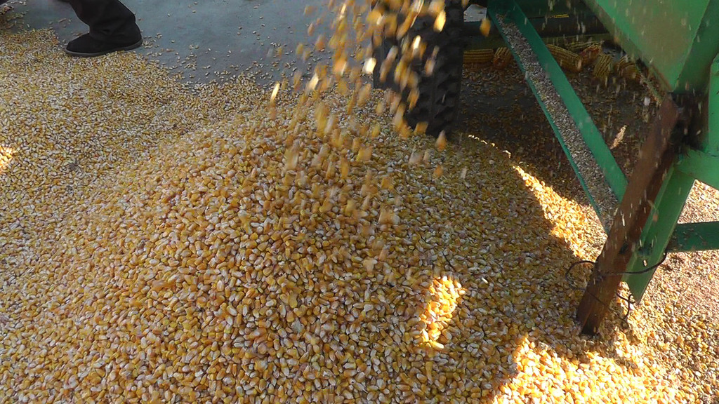 Corn sheller New type Efficient 99% Site threshing high definition video