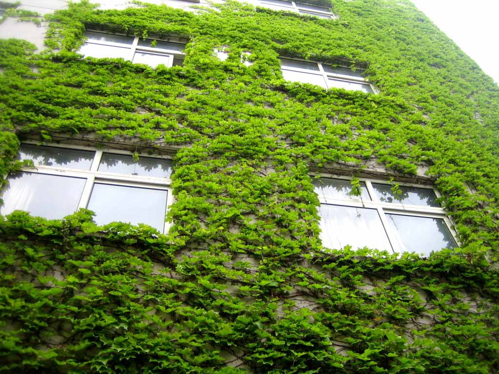 植物墙|绿植墙|仿真植物墙|绿植租摆|绿植租赁| - 北京源于自然生态环保科技有限公司
