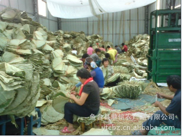 Поставка листьев лотоса, сушеных листьев лотоса, листьев лотоса в нижнем течении озера Вэйшань, большое количество, добро пожаловать на заказ.