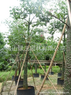 ��200���؏�20����������ľ�ޮaƷ�����d���ľ