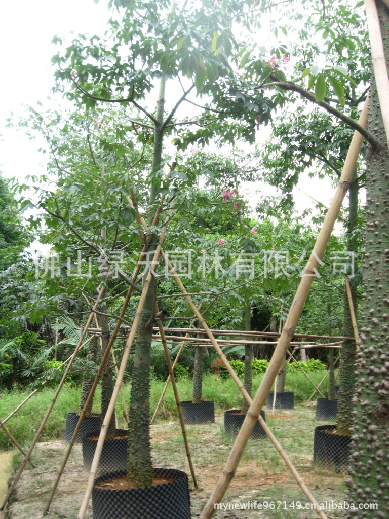 供200棵胸径20公分美丽异木棉产品、移载苗