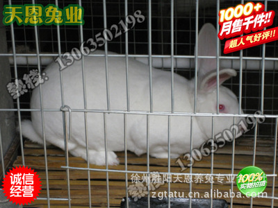 wholesale Rabbit Fur Rabbit Rabbit wholesale Rex Rabbit clothing Manufacturer Grace Rabbit industry