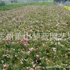 丰花月季 盆栽 地栽苗 绿化 工程 当年开花 大花月季 花卉 庭院