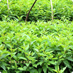 ����ľ������30����һ������������ӣ��С�� Զ��ӣ��������