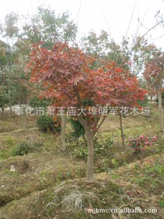 ������ �t�� ��ë�� �uצ�� �� ���N��СҎ��.