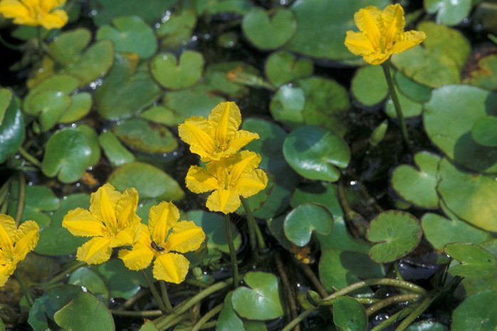 荇菜铺地竹各种水生植物苗精品成活率高根系旺绿化工程 阿里巴巴