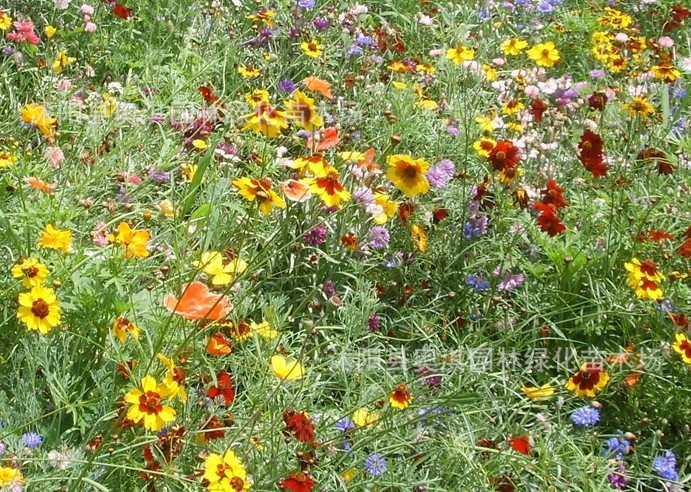 供应进口野花种子 南方野花组合 北方野花组合 阿里巴巴