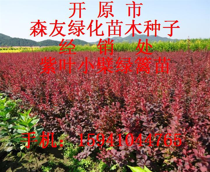 紫叶小檗