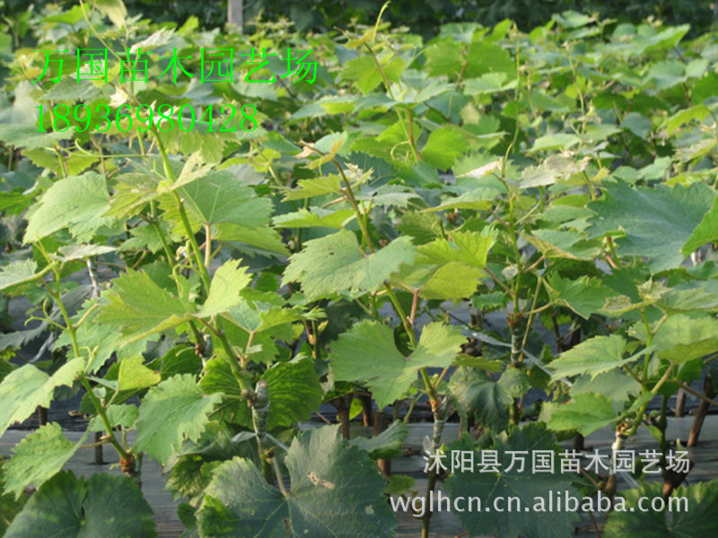 [Quality seedlings]Grow Gratifying Grape seedlings Peel No. 3 Grape seedlings Sweet Honey Grape seedlings
