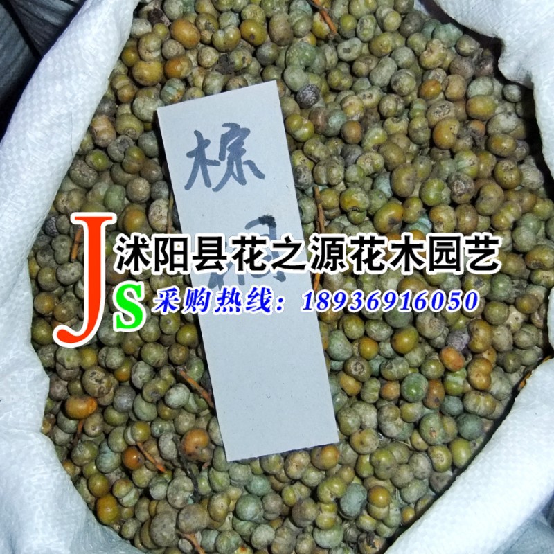 批发供应优质棕榈种子 棕榈树种籽 量大优惠|ms