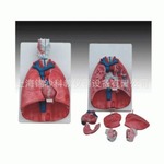 喉 心 肺模型 人體喉、心、肺解剖模型 解剖模型醫學模型