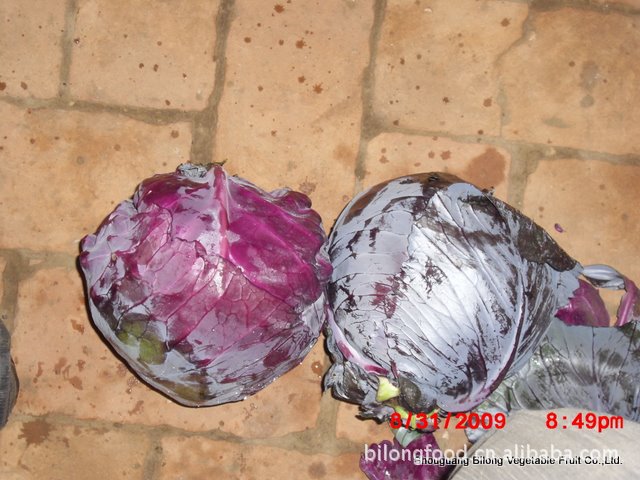 purple cabbage-1