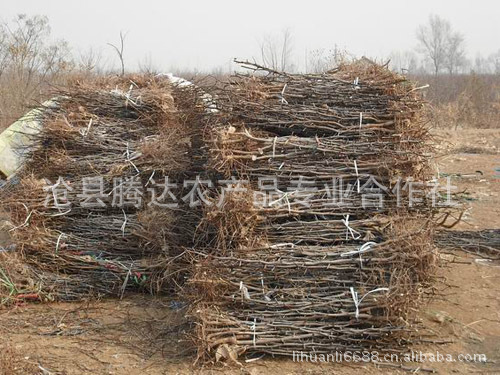 官方实地认证枣树苗1-8公分 冬枣苗人生果苗直供现挖现卖成活率高