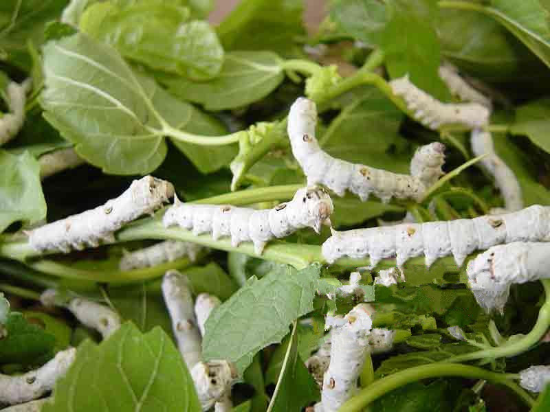 深层剖析蚕宝宝整个生长全过程 强大组图+详细旁白 - 阿里巴巴商友圈