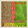 Smooth Brome seed Tall fescue Lawn seed (The quality and quantity Cash on delivery)
