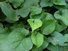 东方天然香料油提炼厂供应鱼腥草油鱼腥草 厂家供应 量大从优