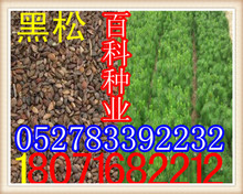 供应：黑松种子  松树种子  （质量保证  货到付款）