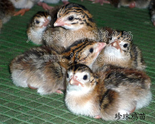 Жемчужные саженцы для курицы Гуанчжоу куриные саженцы Оптовые специальные размножения
