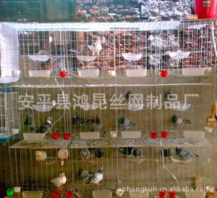 鸽笼制作 鸽笼子 鸽笼价格