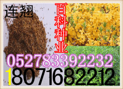 出售：连翘种子（保质保量  货到付款）