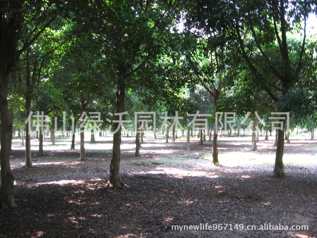 供应小叶榕,细叶榕,行道树,大量米径14-15-16公分-阿里巴巴