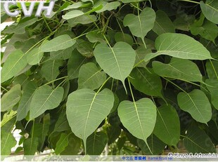 菩提樹種子圖片 海量高清菩提樹種子圖片大全 阿里巴巴