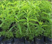 东方天然香料油提炼厂供应檀香油 厂家供应 量大从优