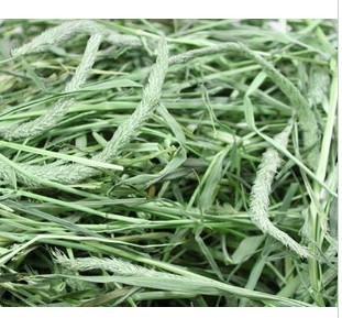 兔粮提摩西草 题目西龙猫粮食 兔粮 荷兰猪粮食 可批发|ms