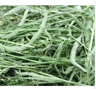 兔粮提摩西草 题目西龙猫粮食 兔粮 荷兰猪粮食 可批发|ms